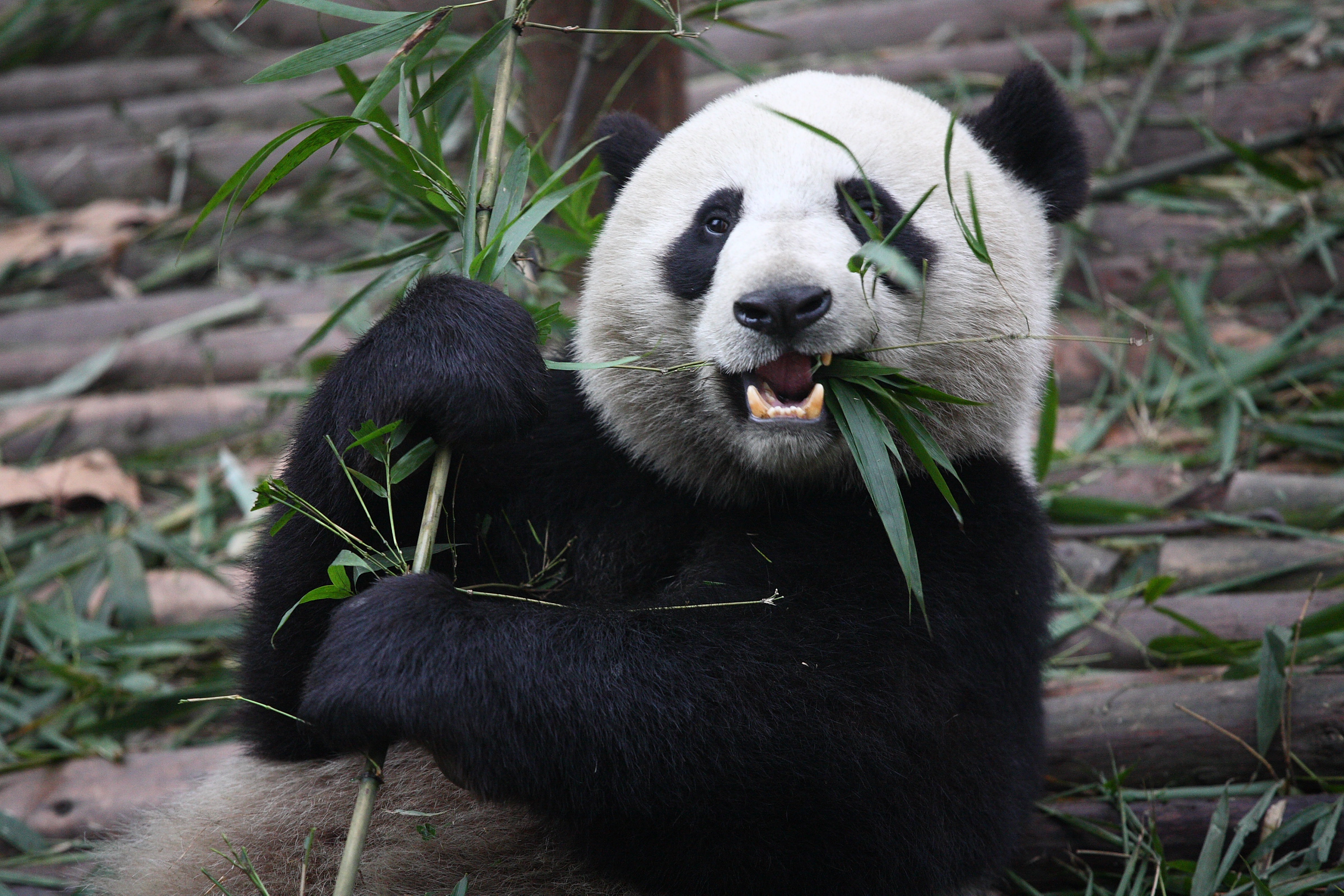 A panda eating bamboo.