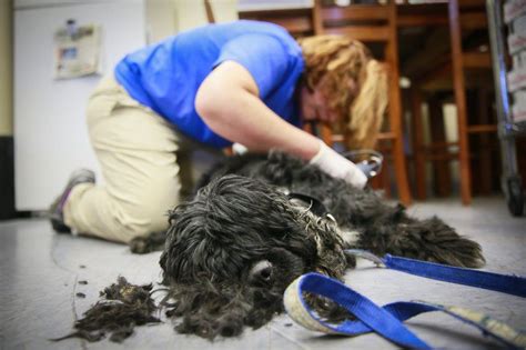 black dog getting a haircut