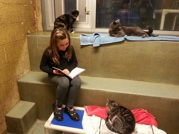 Reading to the cats