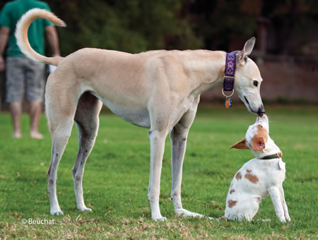 two pet dogs